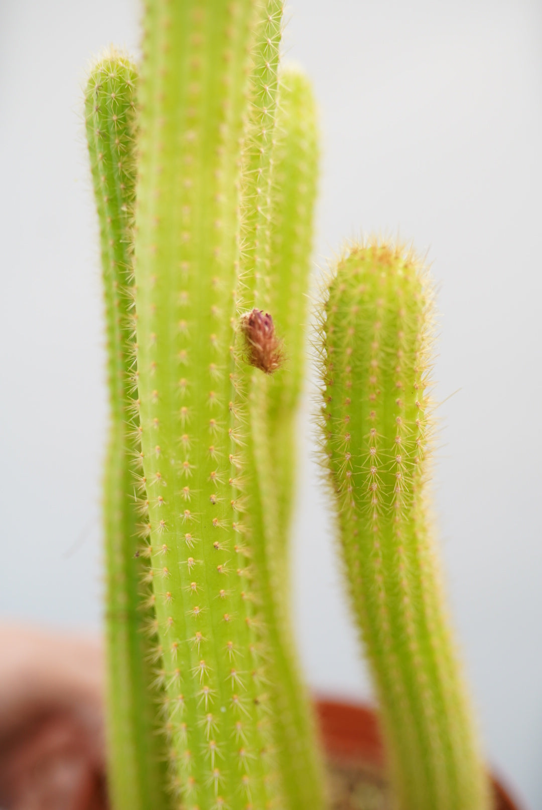 Rat Tail Cactus - Disocactus Flagelliformis