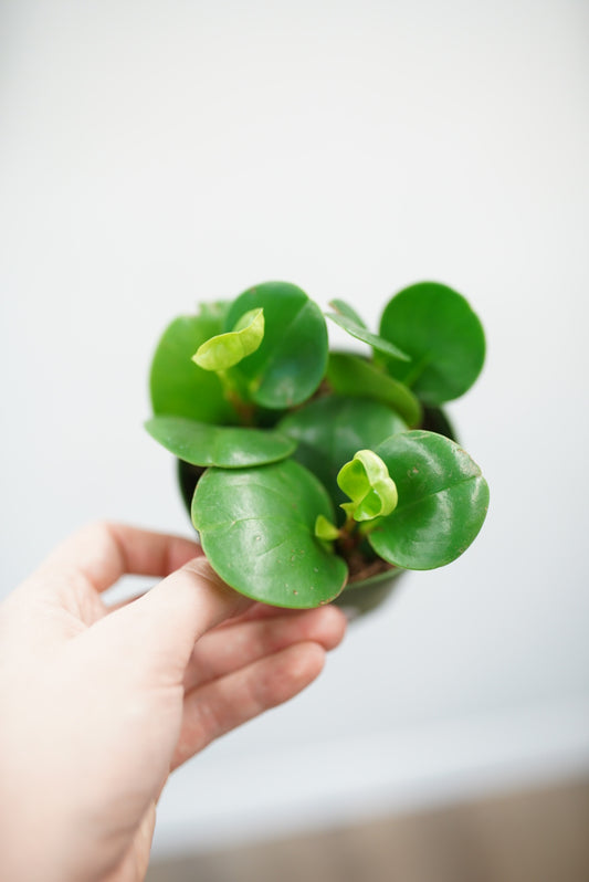 Peperomia Obtusifolia (green)