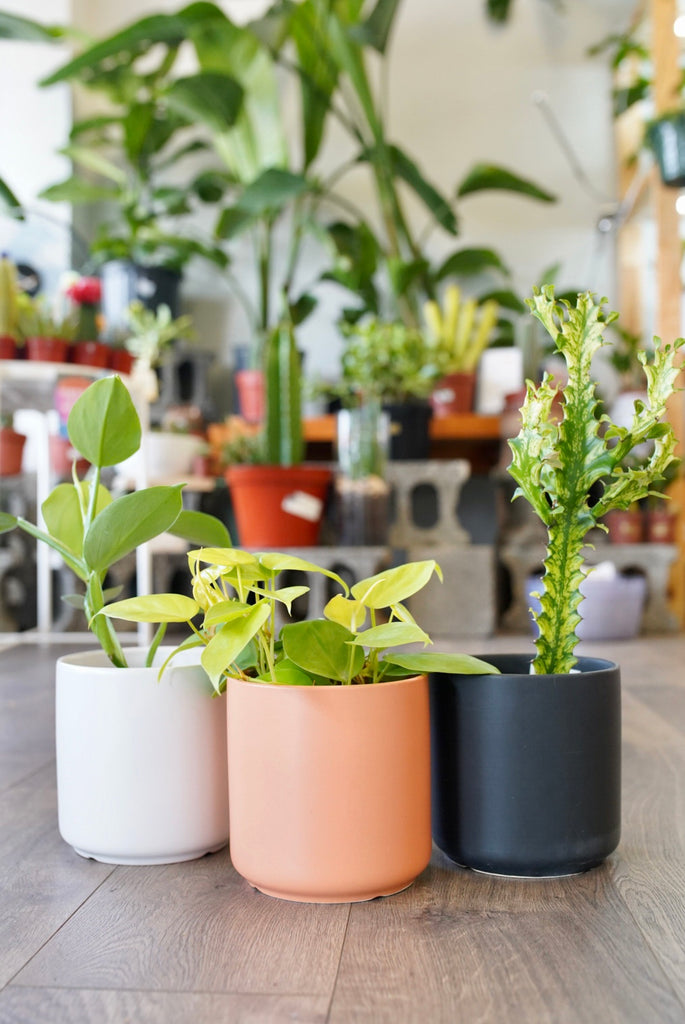 cylinder shaped ceramic planters with houseplants