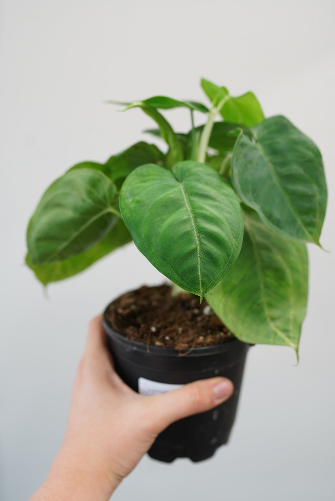 Syngonium 'Ice Frost' | Frosted Heart