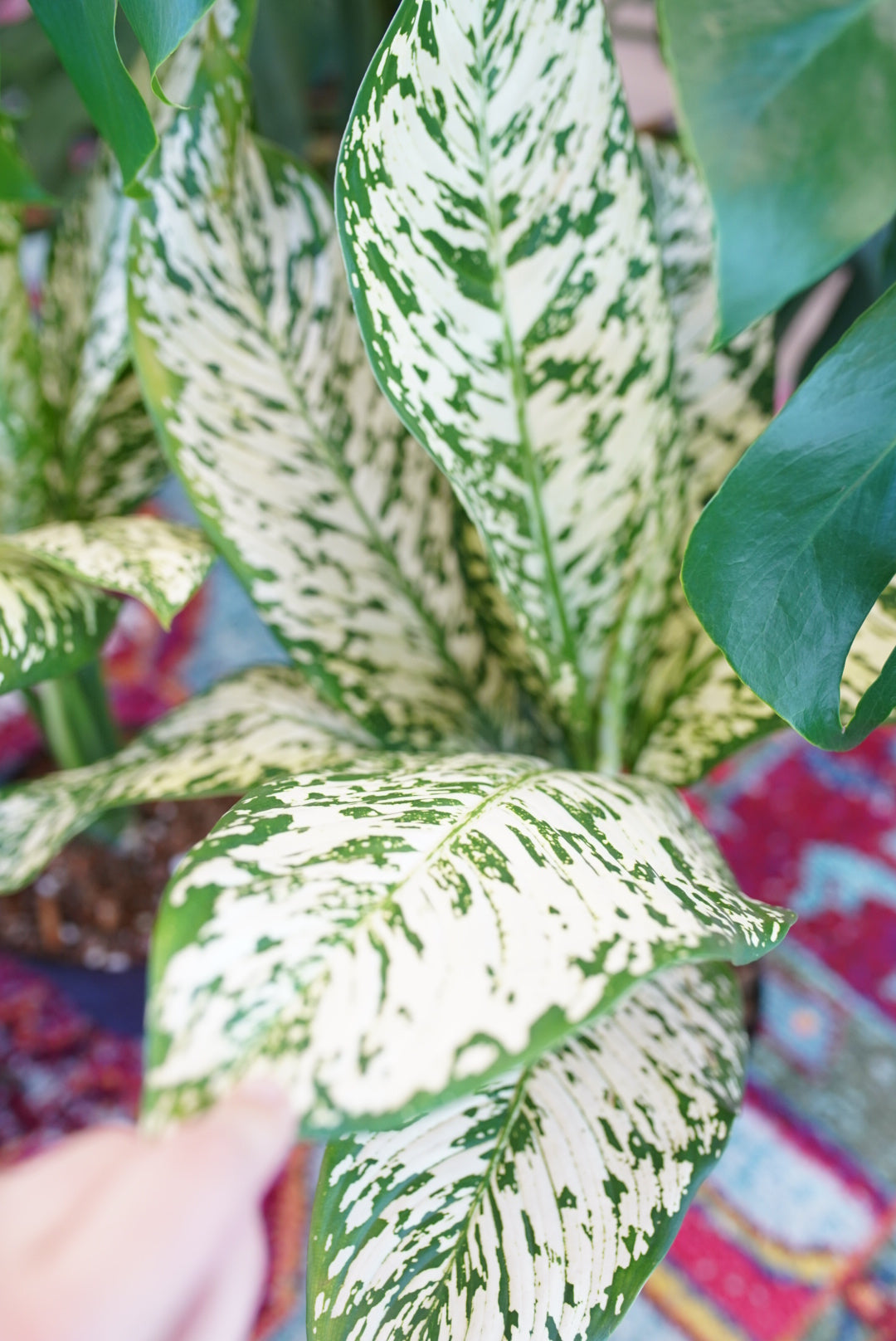 Dieffenbachia White Etna