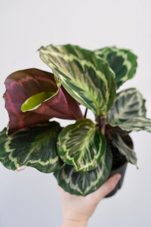 Calathea Medallion