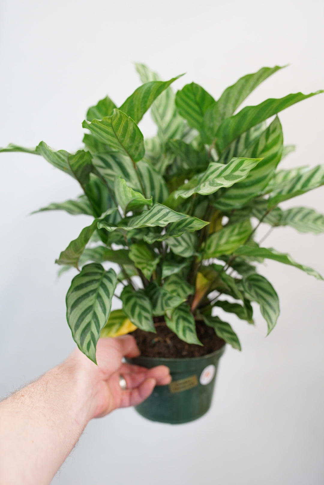 Calathea Freddie