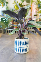 Tico Blue & White Planter