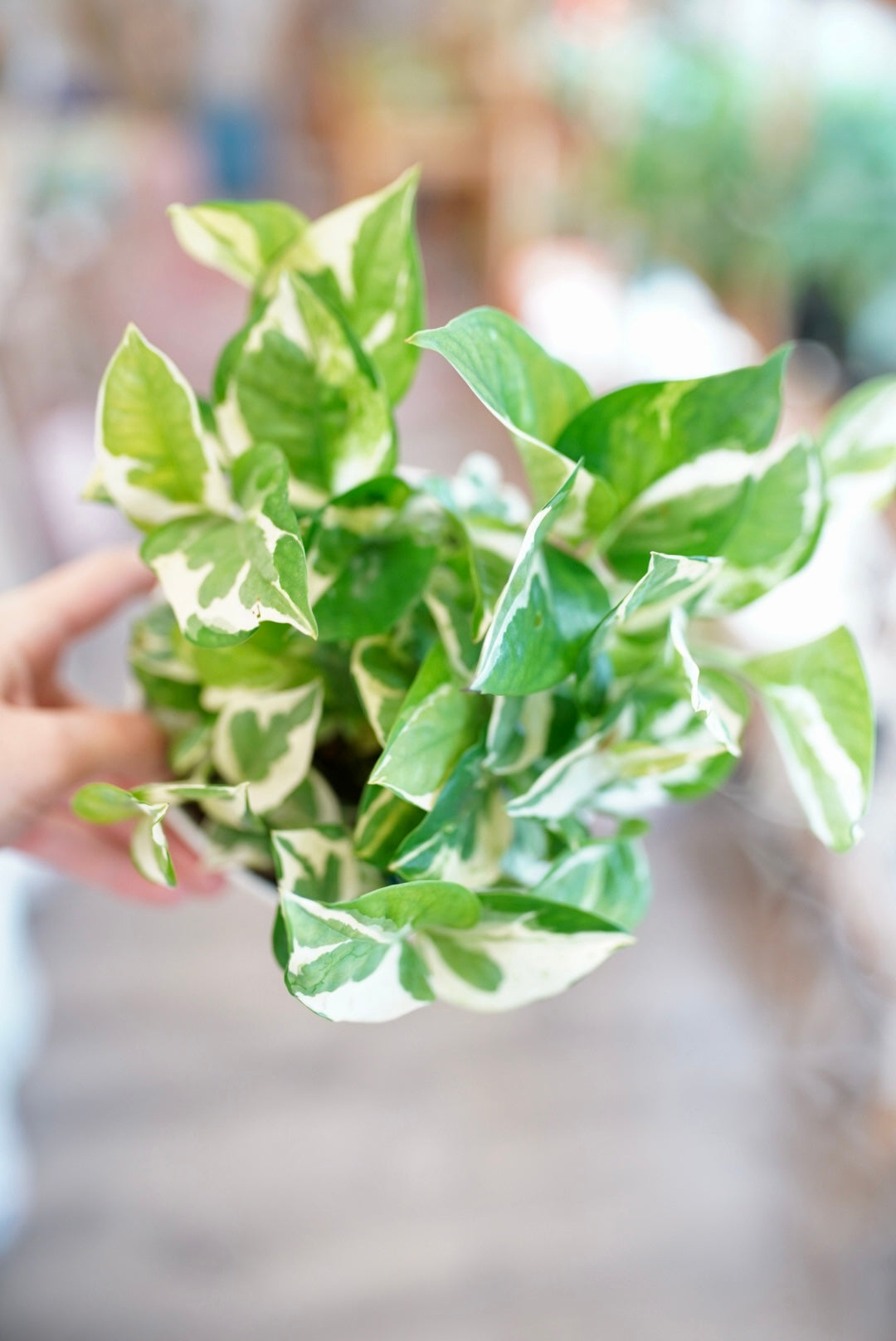 Epipremnum Pothos 'Pearls and Jade'