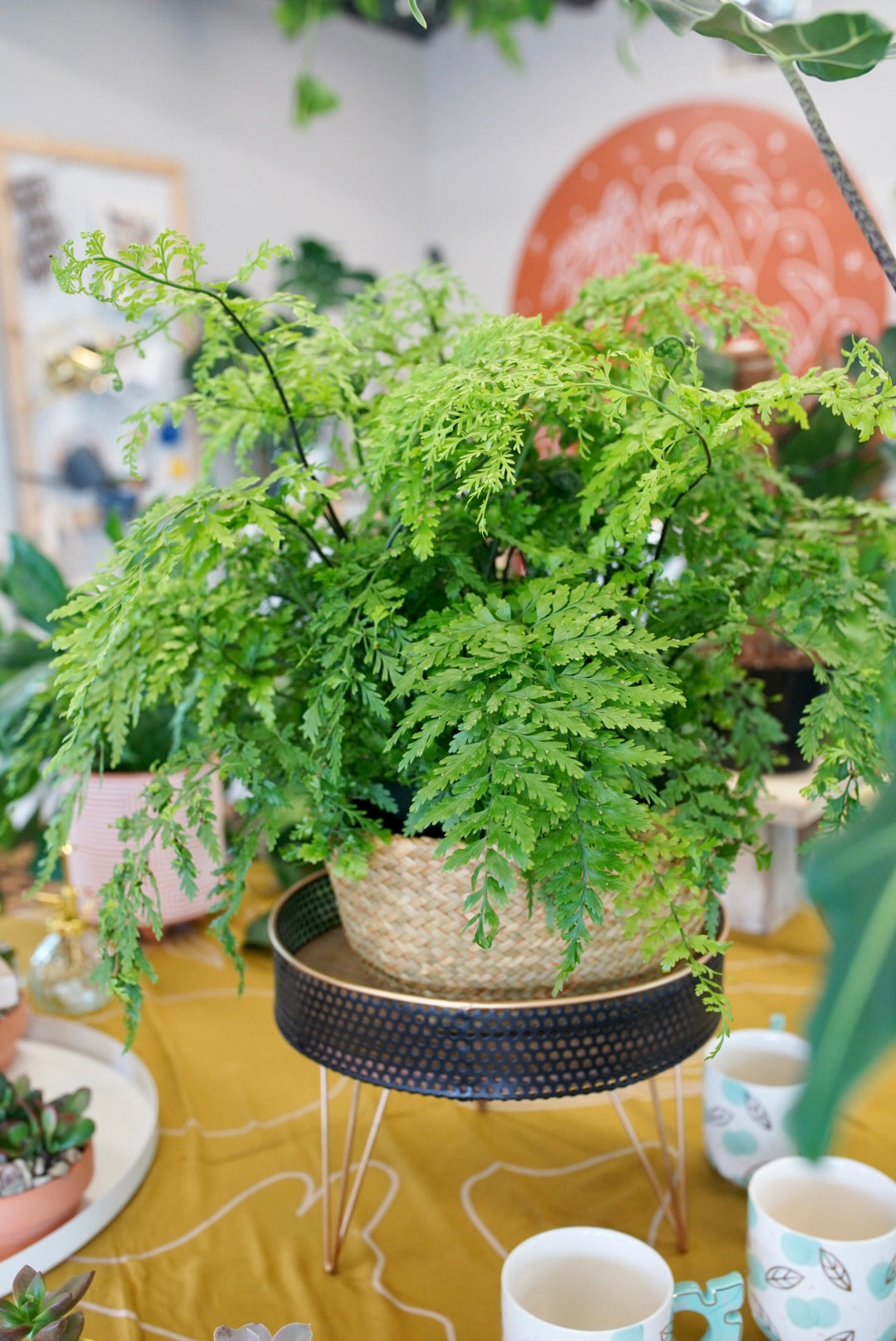 Asplenium bulbiferum 'Mother Fern'