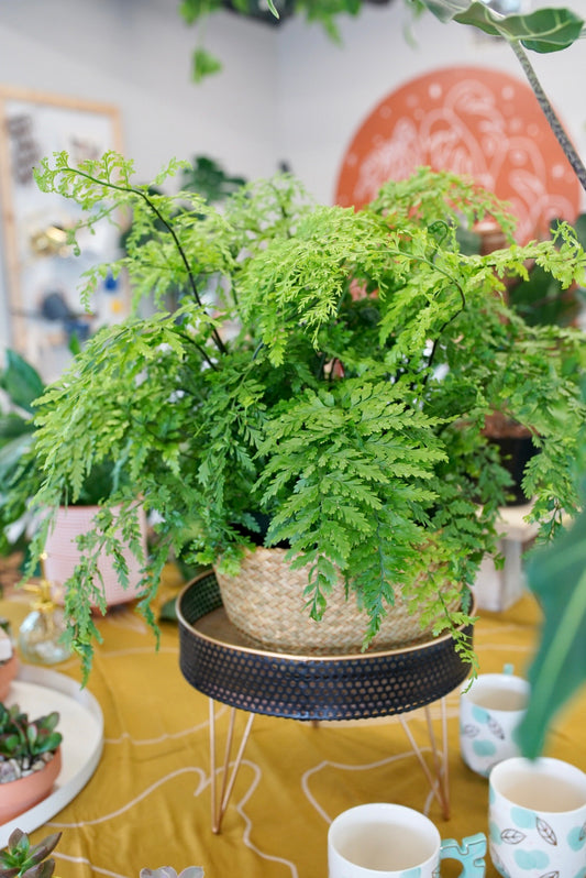 Asplenium bulbiferum 'Mother Fern'