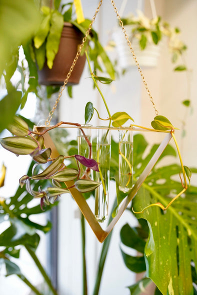 Tawny Hanging Propagation Station