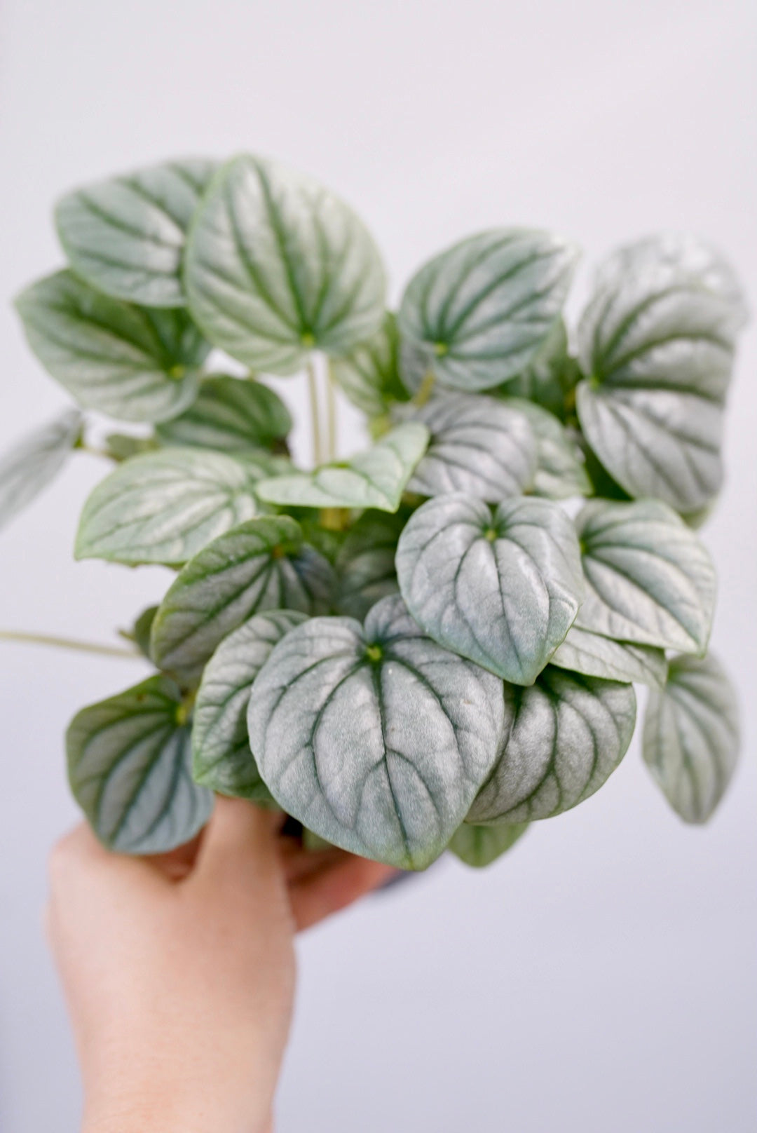 Peperomia Frost