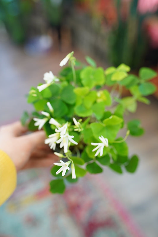 Oxalis Triangularis 'Shamrock'