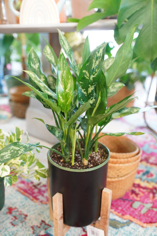 Aglaonema 'Maria' | Chinese Evergreen