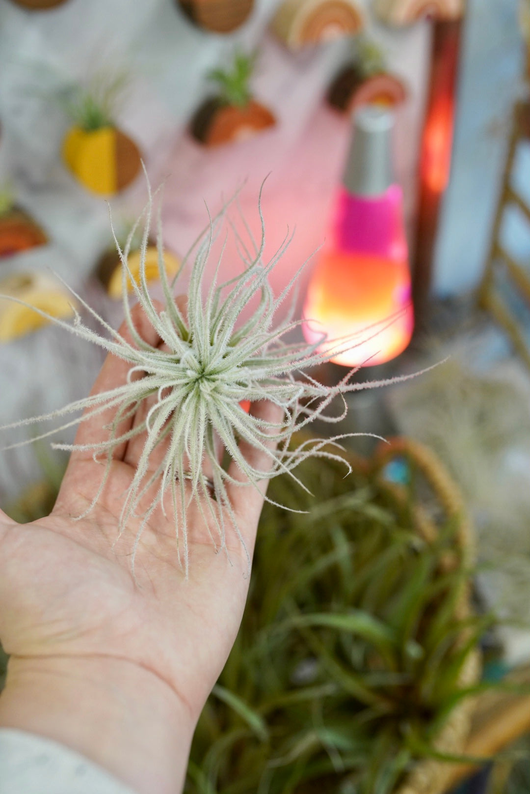 luftikus air plants Tillandsia - Air Plants | Live Easy Houseplants
