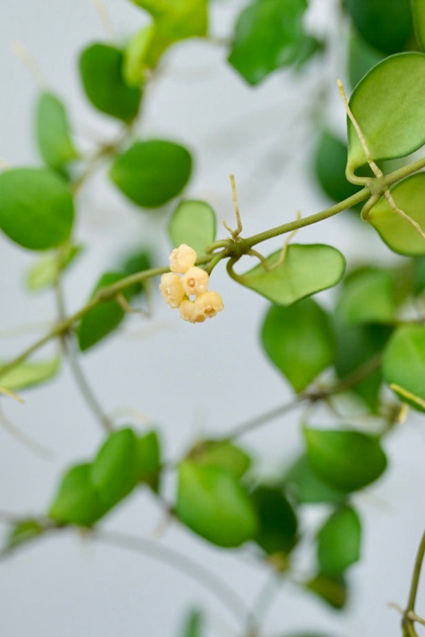 Hoya Heuschkeliana (yellow)