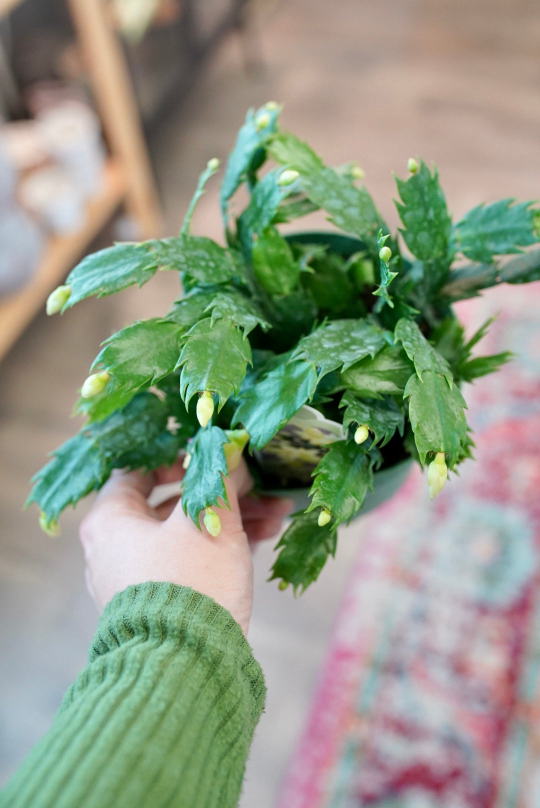 Holiday 'Christmas' Cactus