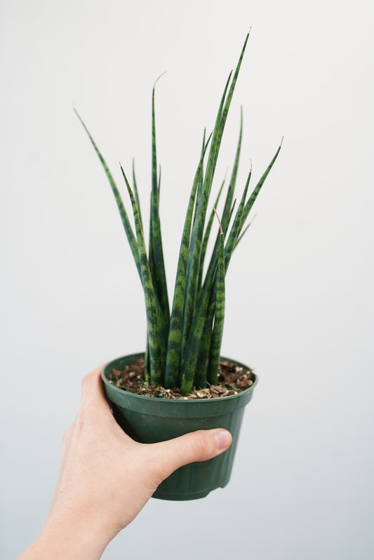 Sansevieria Fernwood Mikado - Snake Plant