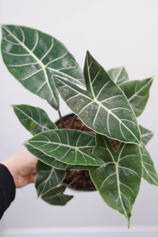 Alocasia longiloba 'Dragon's Tooth'