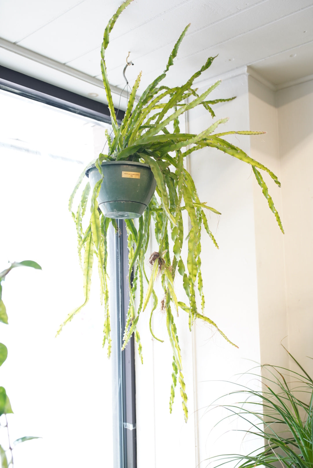 Lepismium cruciforme-Hurricane/Jungle Cactus