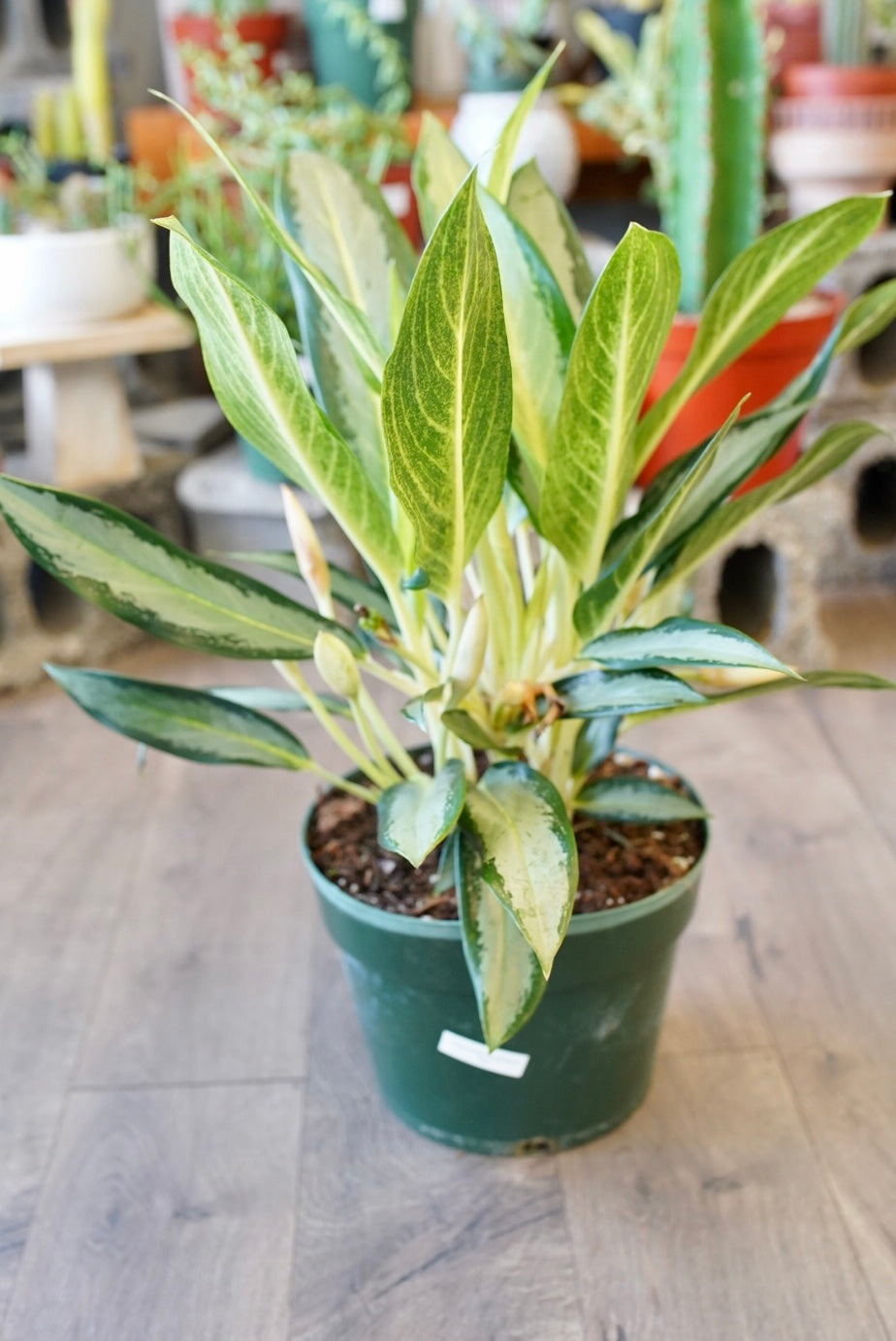 Aglaonema 'Green Bowl'