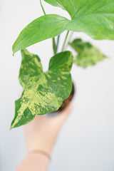 Syngonium Mojito