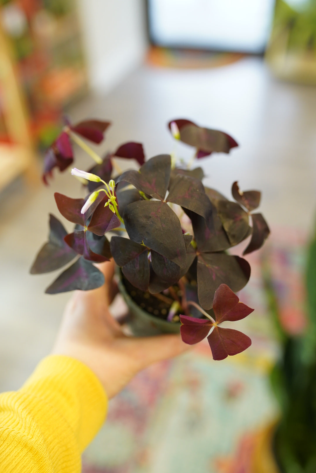 Oxalis Triangularis 'Shamrock'