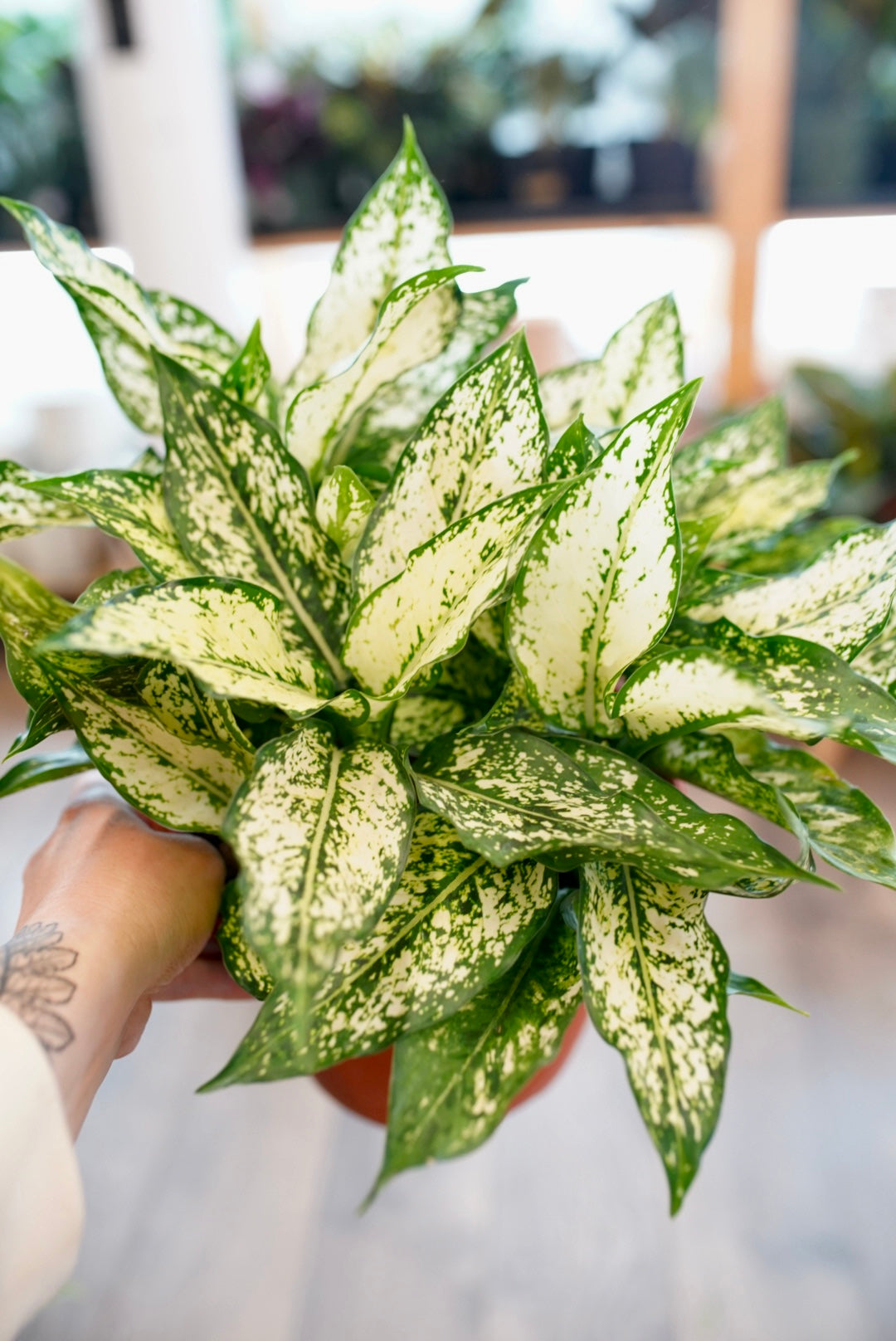 Aglaonema Osaka White