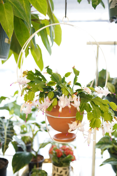 Jansen Hanging Planter