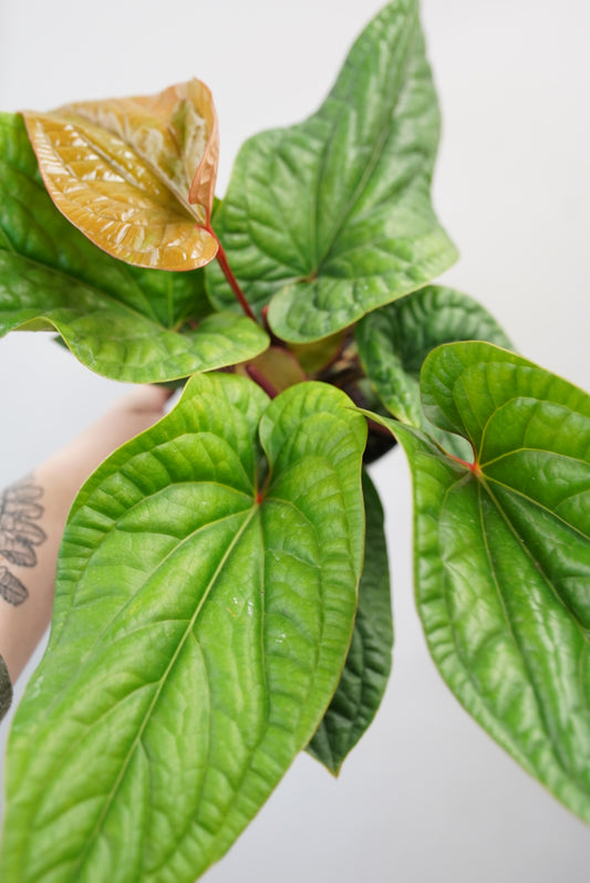 Anthurium radicans x luxurians