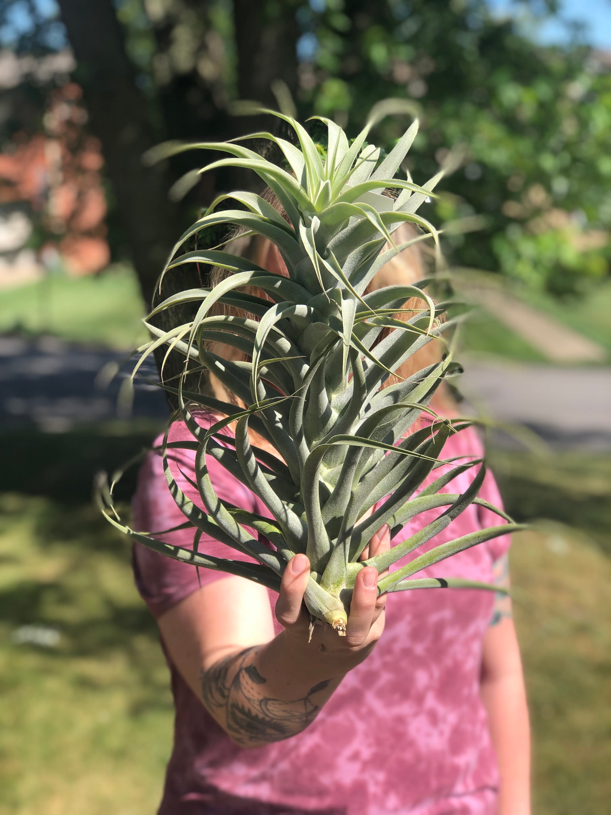luftikus air plants Tillandsia - Air Plants | Live Easy Houseplants