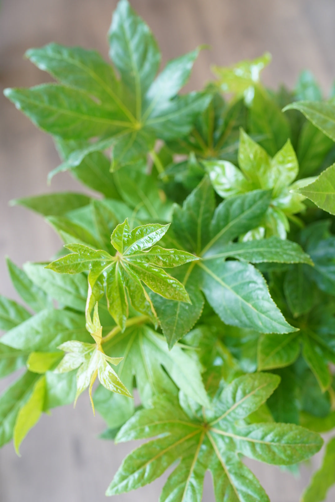 Fatsia Japonica