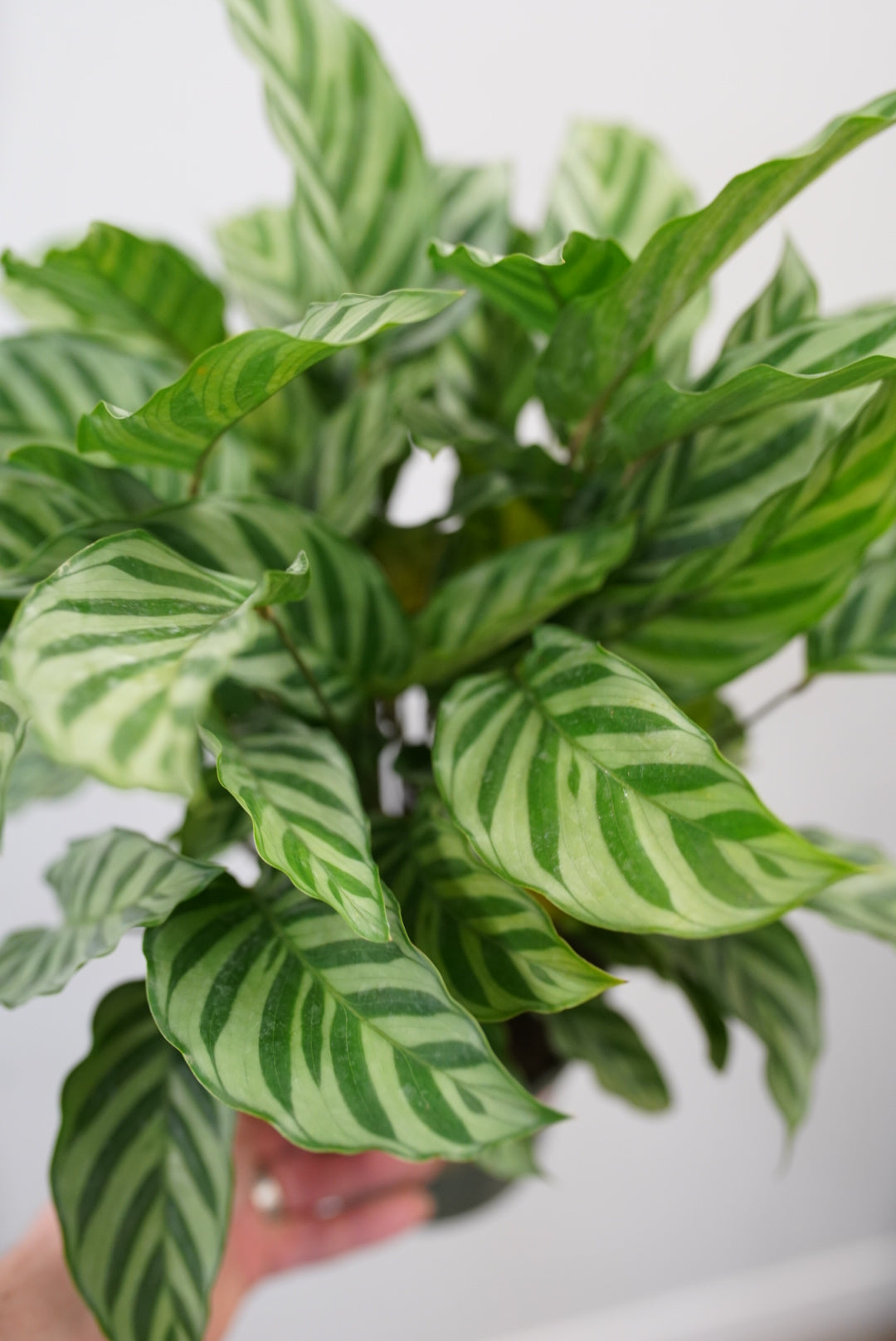 Calathea Freddie