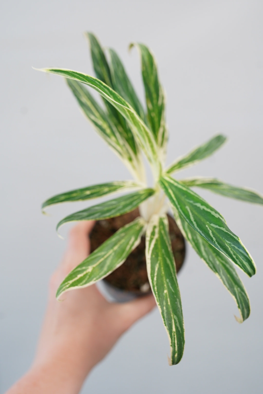 Aglaonema 'Bamboo'