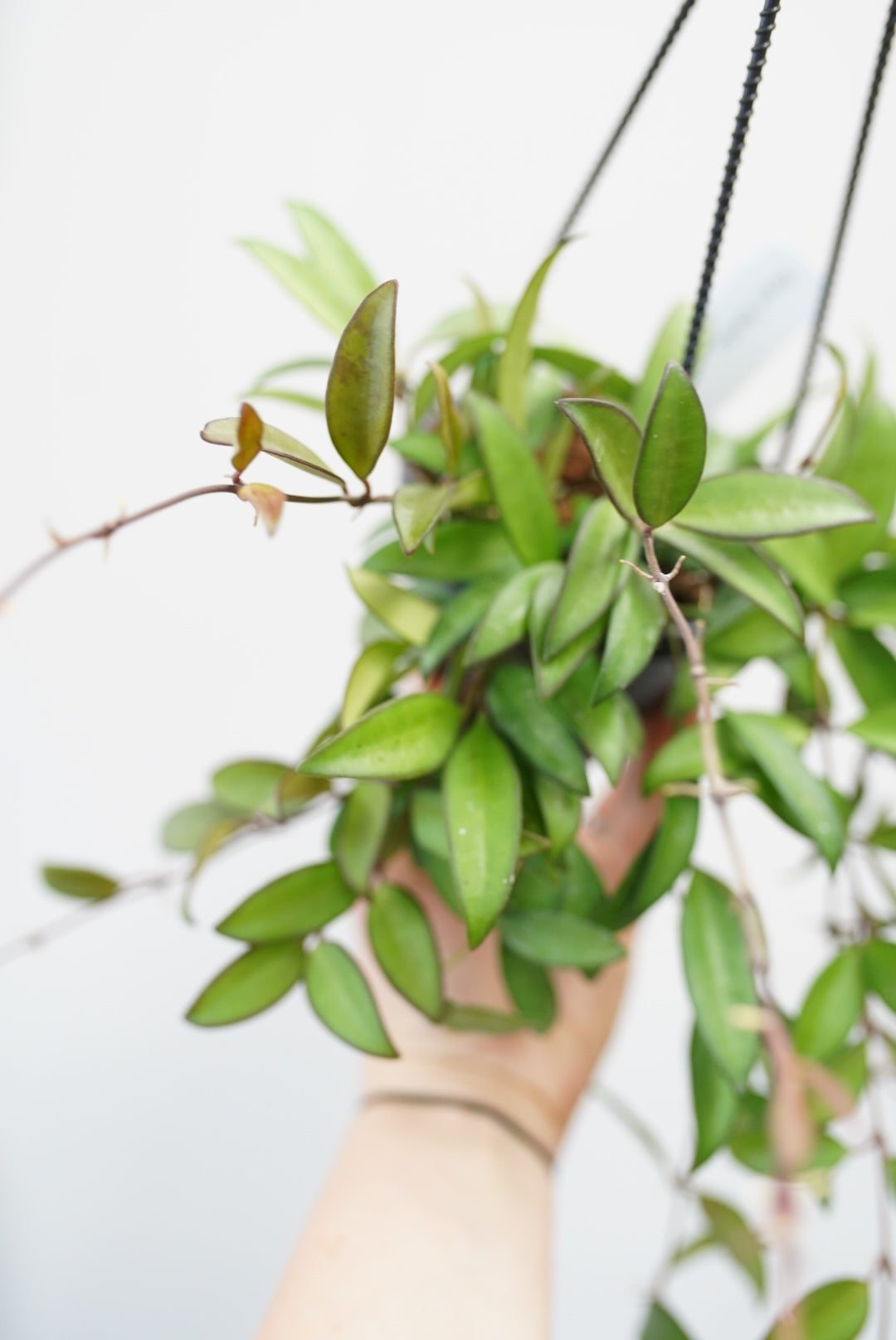 Hoya Rosita