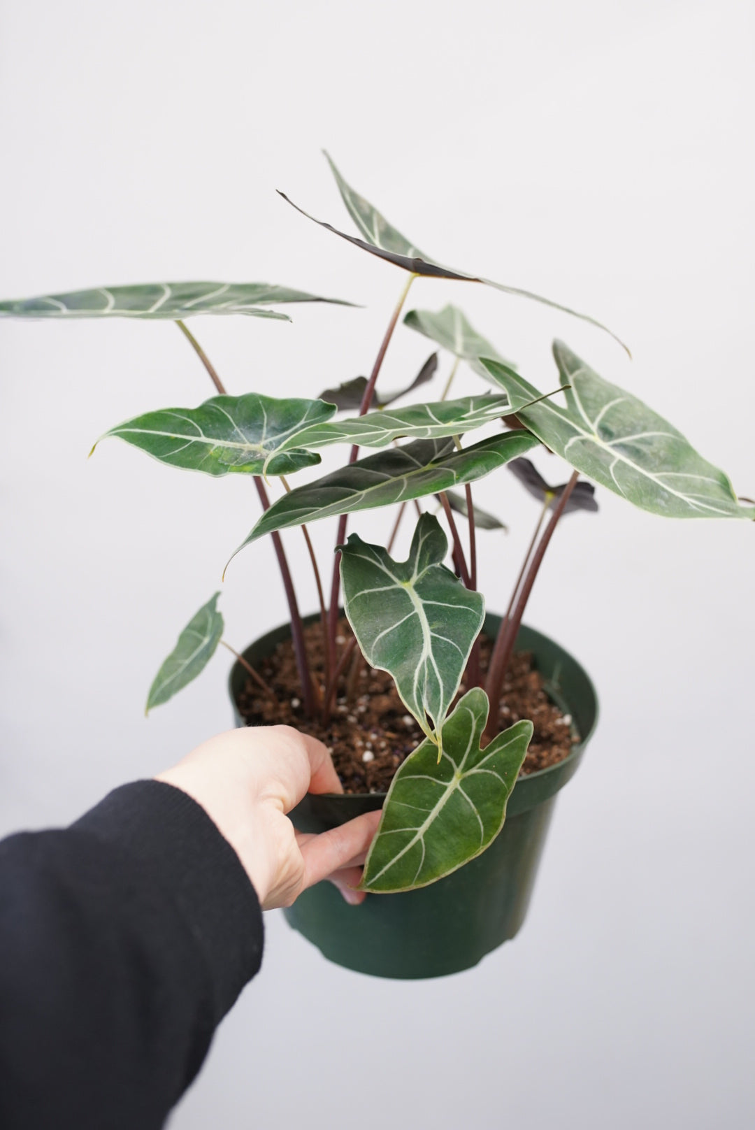 Alocasia longiloba 'Dragon's Tooth'