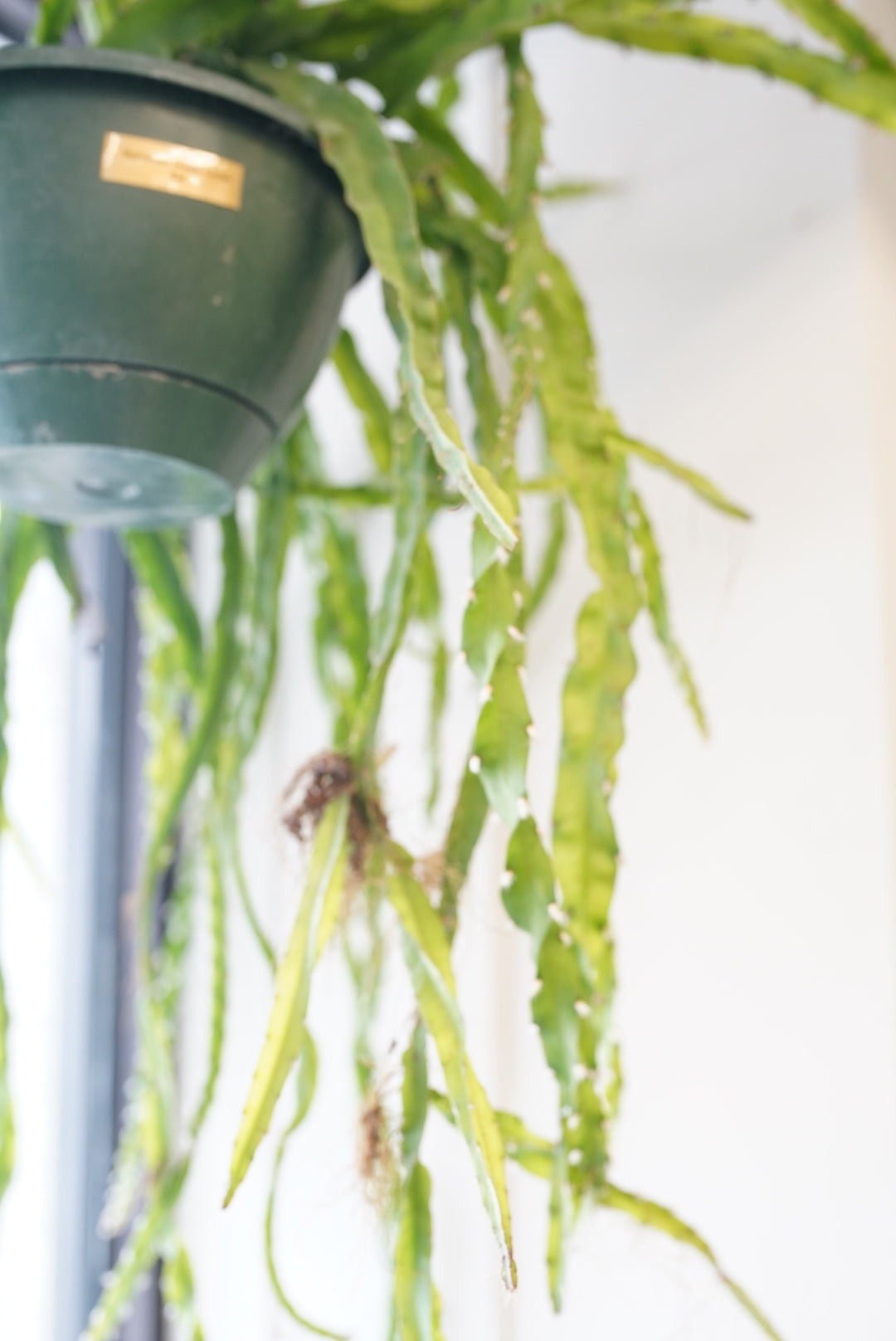 Lepismium cruciforme-Hurricane/Jungle Cactus