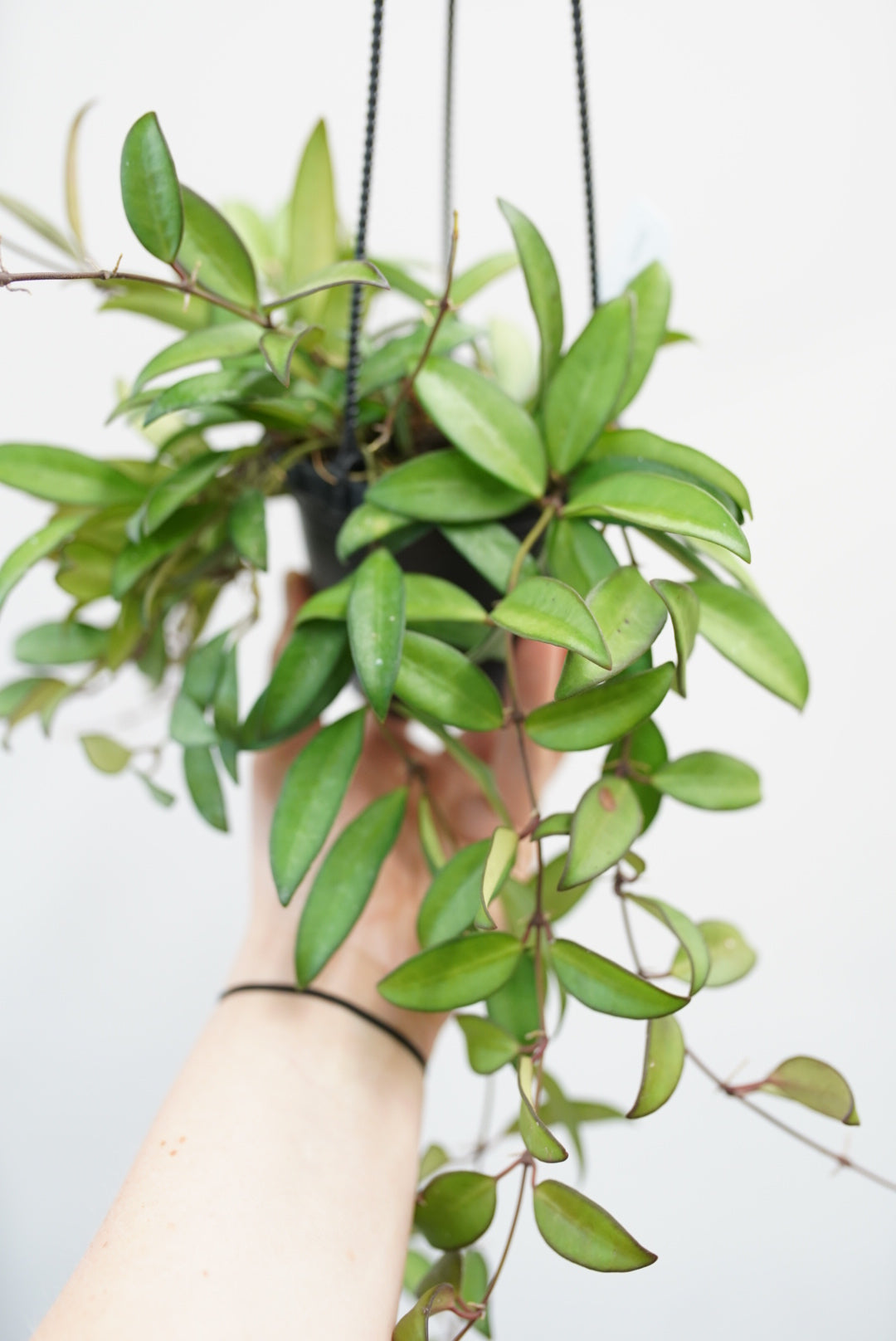 Hoya Rosita