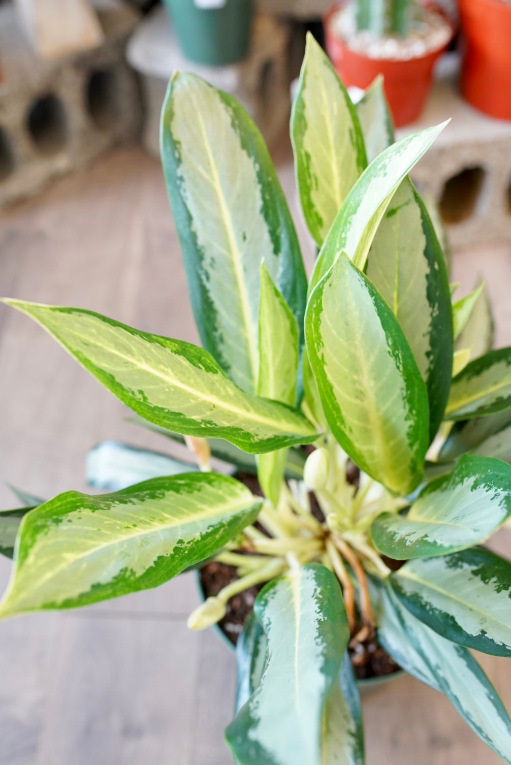 Aglaonema 'Green Bowl'