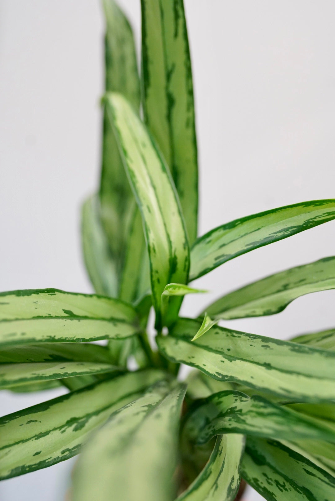 Aglaonema 'Cutlass' Chinese Evergreen