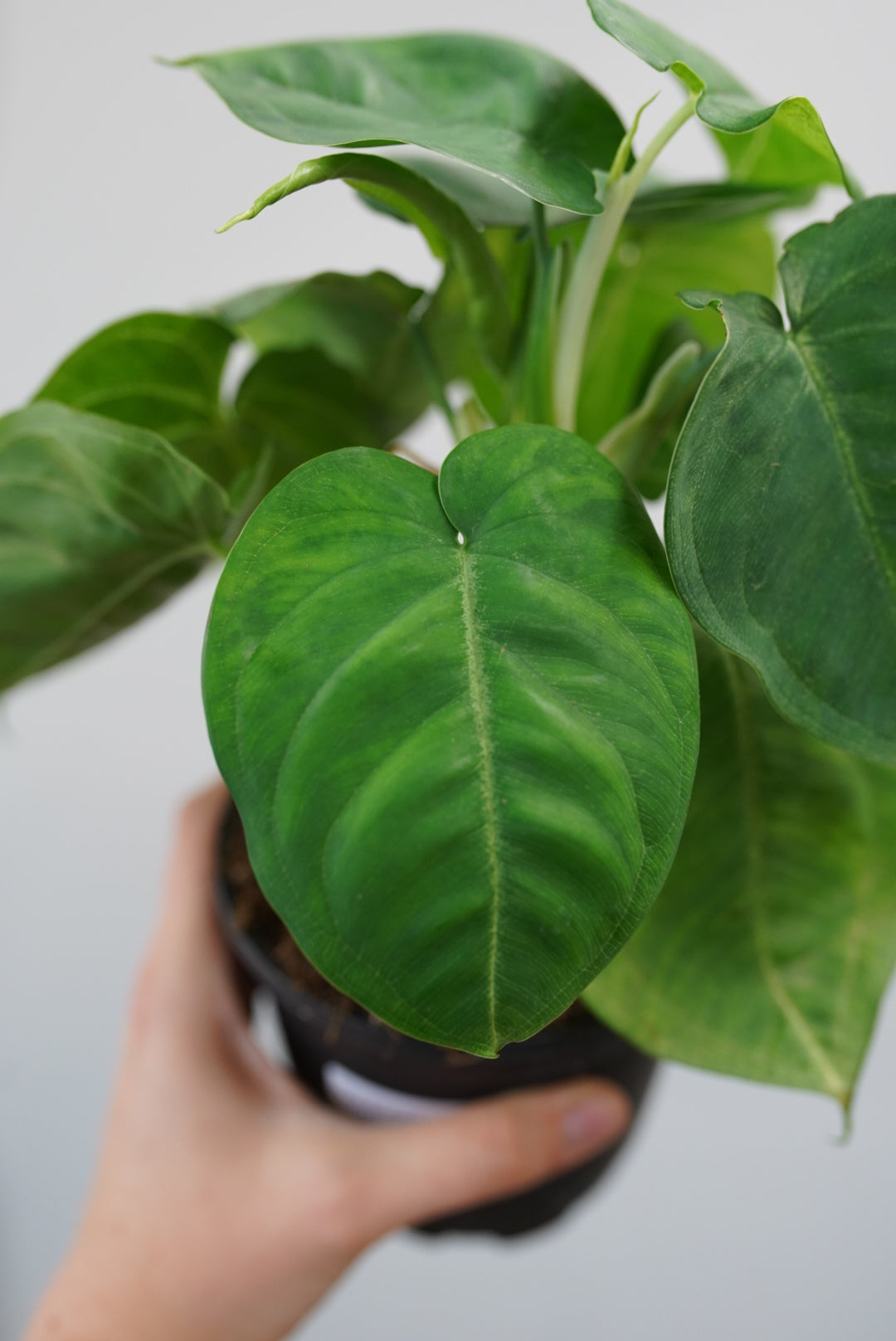 Syngonium 'Ice Frost' | Frosted Heart