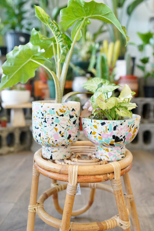 colorful planters with plants
