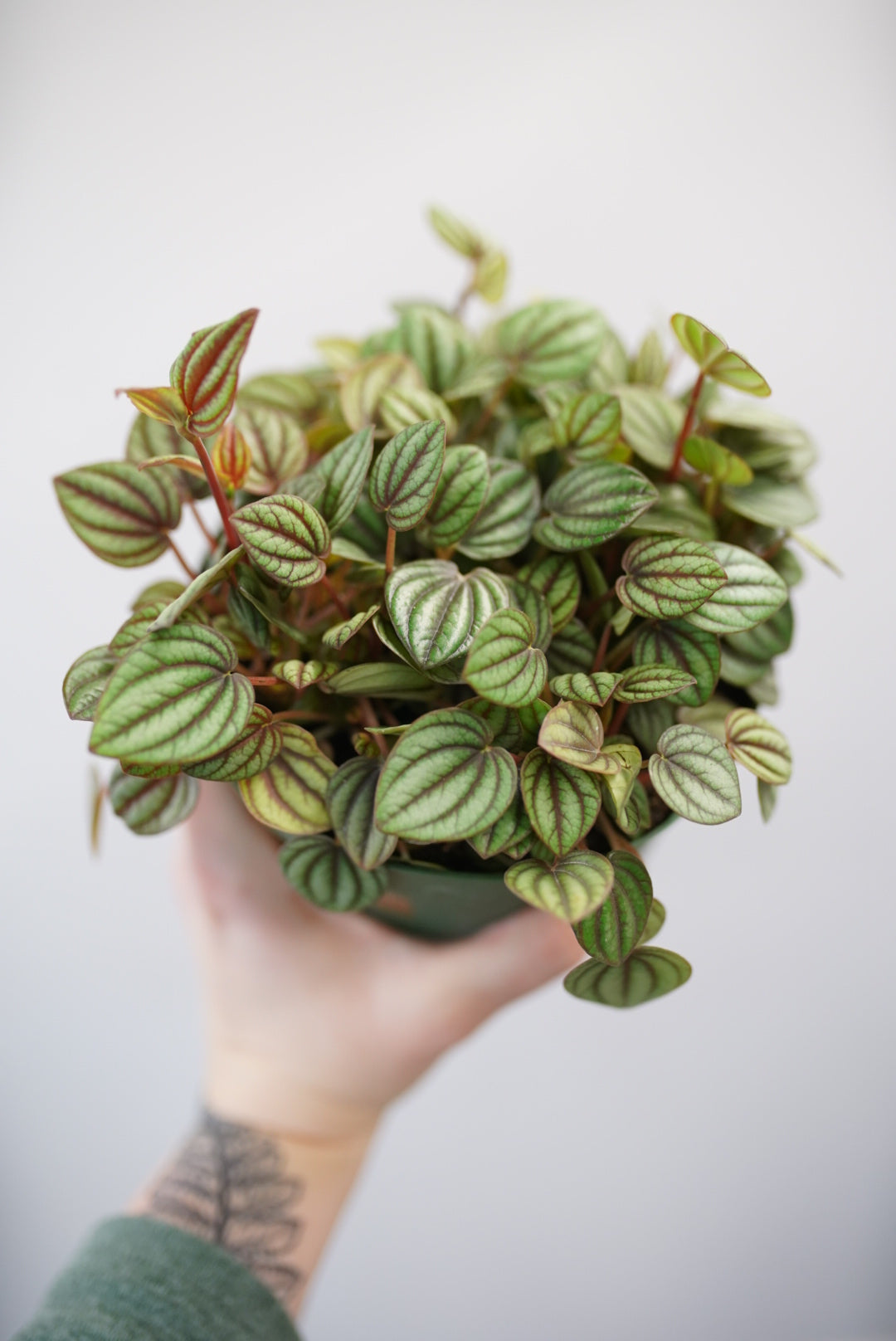 Peperomia Burbella