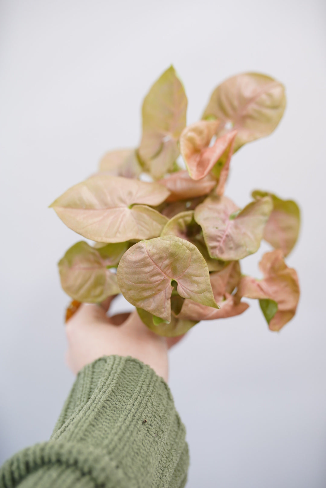 Syngonium Neon Robusta