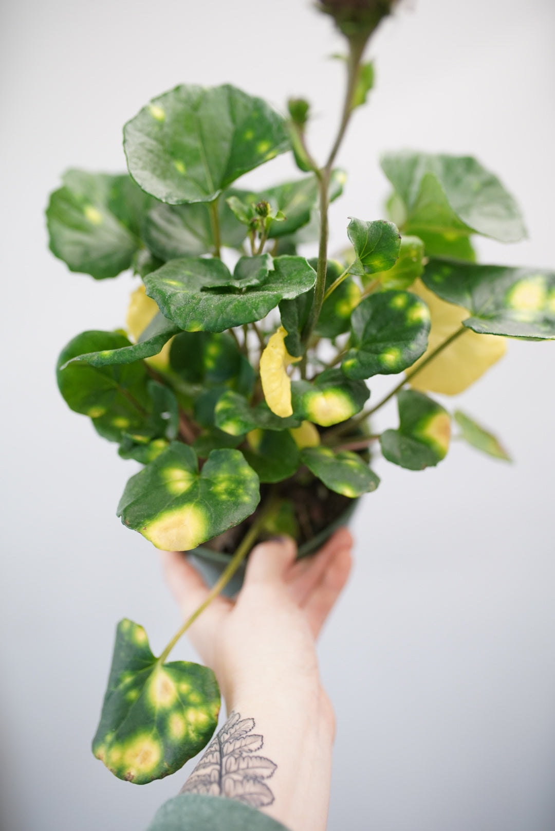firefly houseplant farfugium
