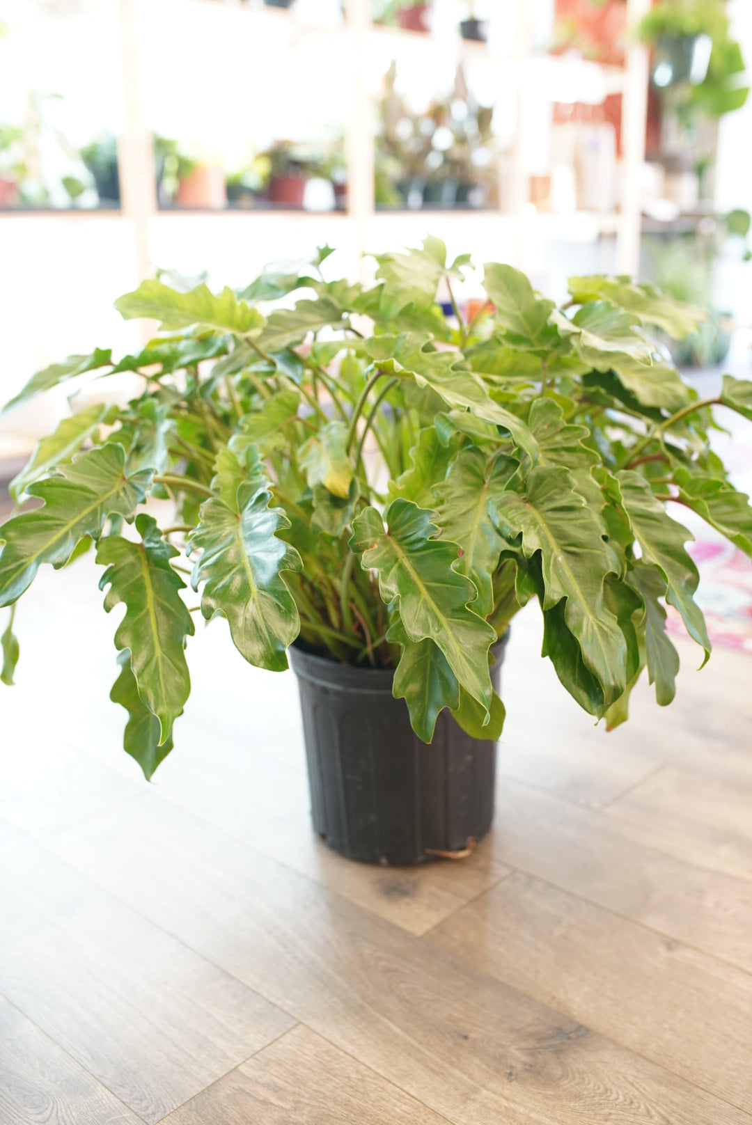 Philodendron Xanadu/Deja Vu