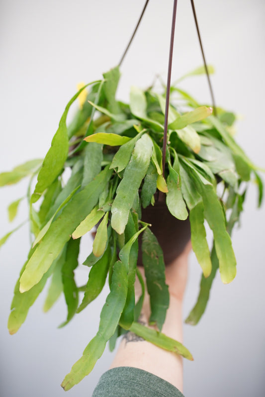 Red Mistletoe Cactus (Pseudorhipsalis ramulosa)