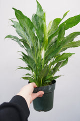 Domino Peace Lily (variegated)