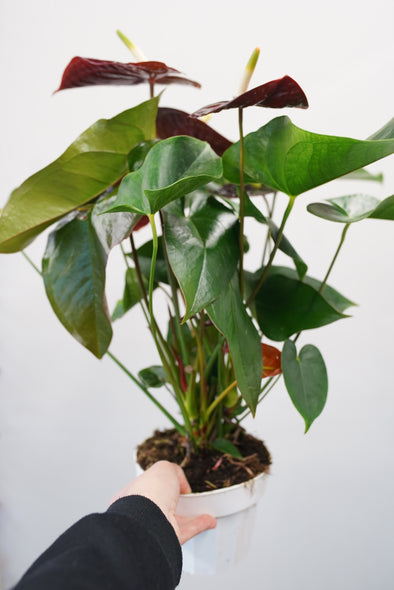 Anthurium Sempre - Black