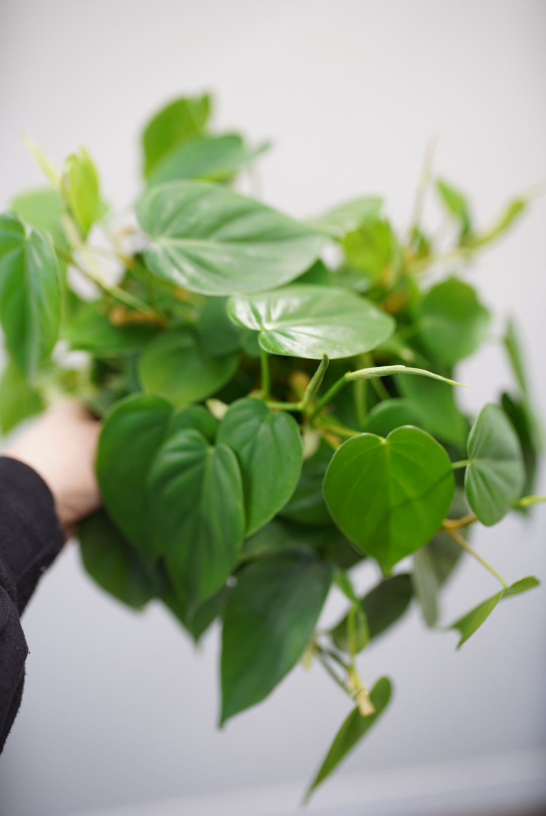 Philodendron cordatum (Heartleaf)