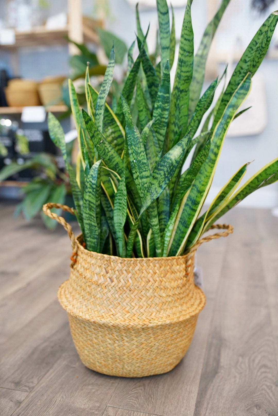 Brown Seagrass Plant Baskets
