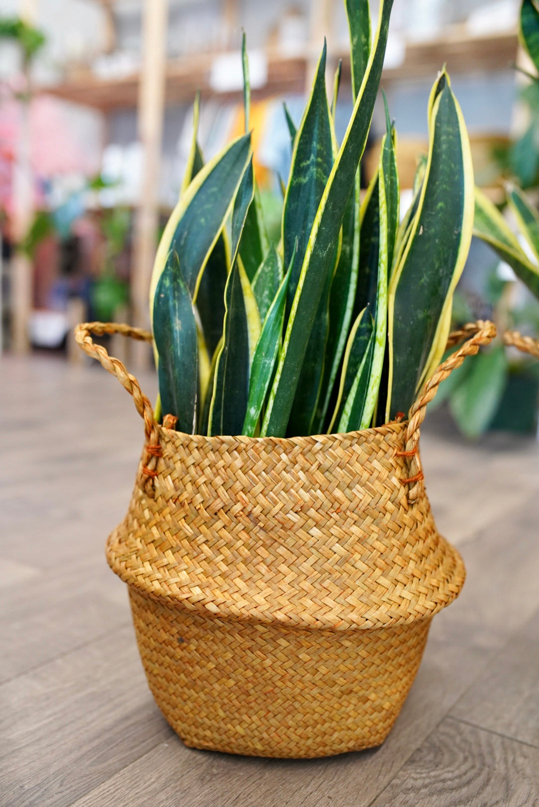 snake plant inside seagrass plant basket