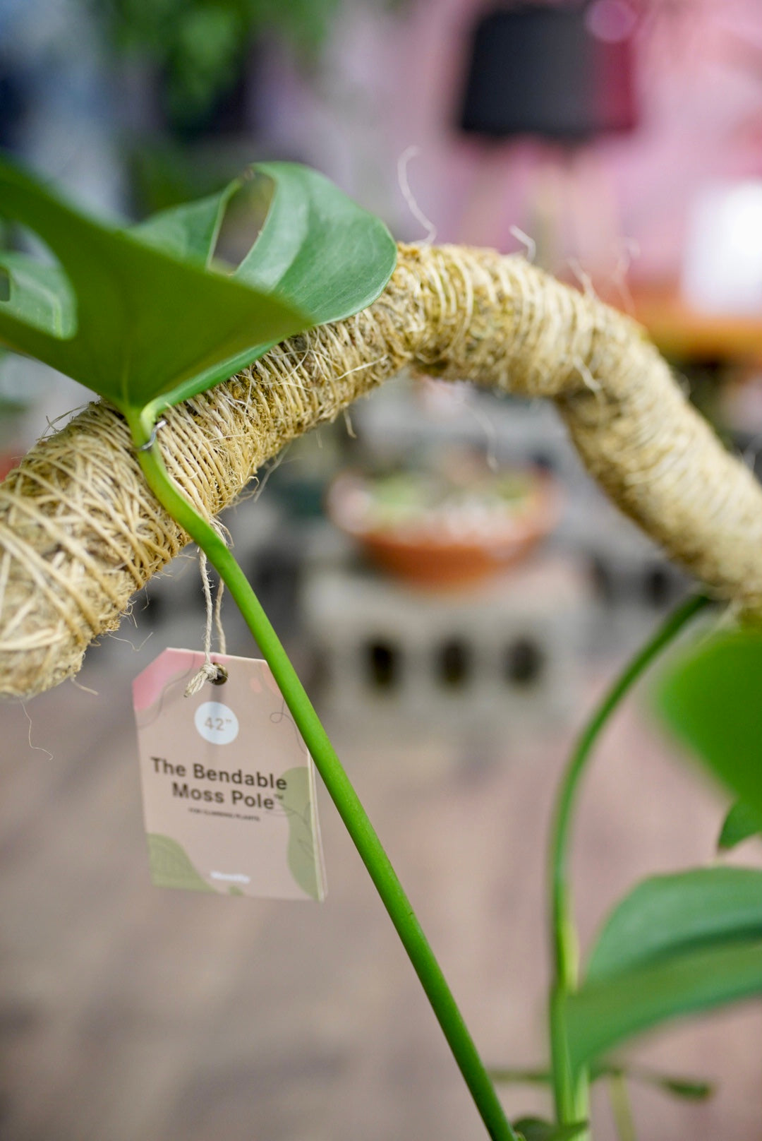 Bendable Moss Pole - Plant Trellis for Climbing Plants – Ruby Flora Plant  Shop